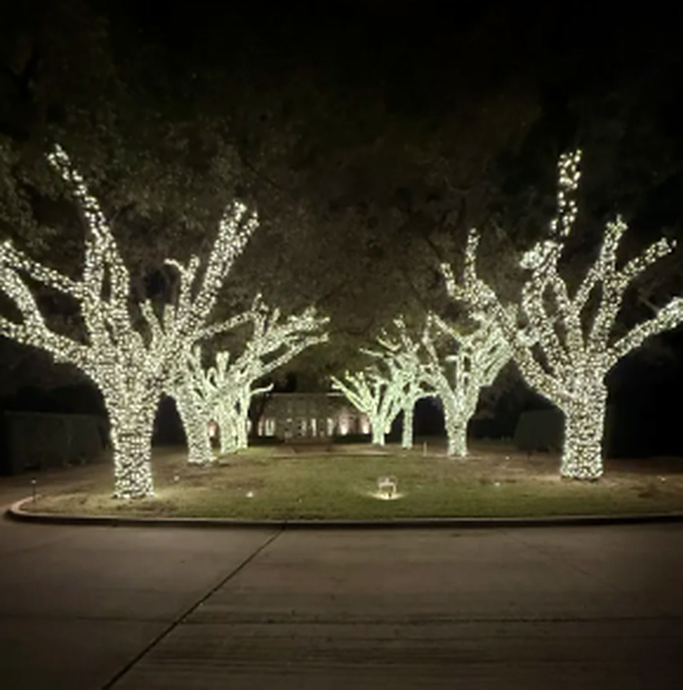 Trees wrapped in white Christmas lights lining a commercial driveway entrance with fountain