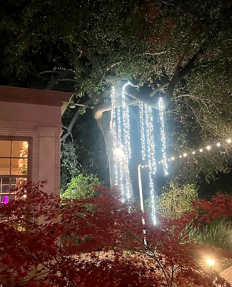 Cascading Christmas lights hanging from a large tree over a commercial patio