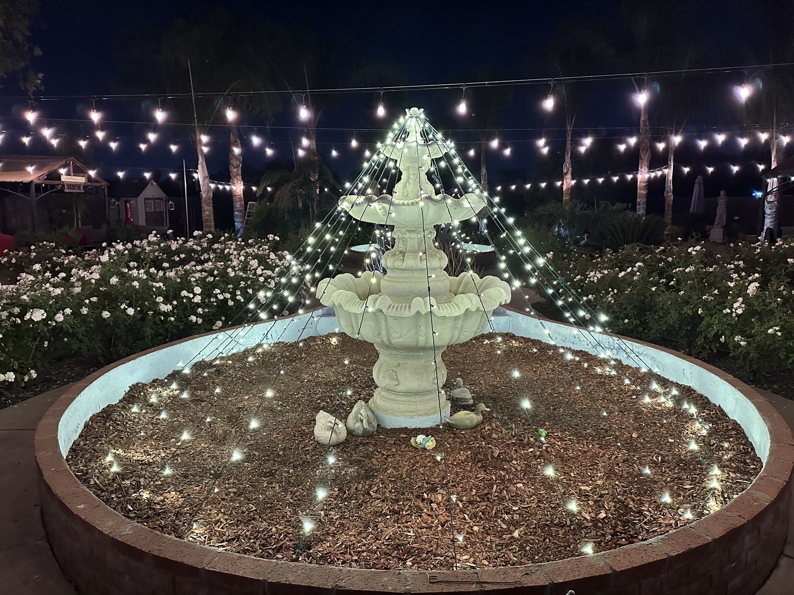 Fountain icicle lights garden — Christmas light installation in Riverside, CA
