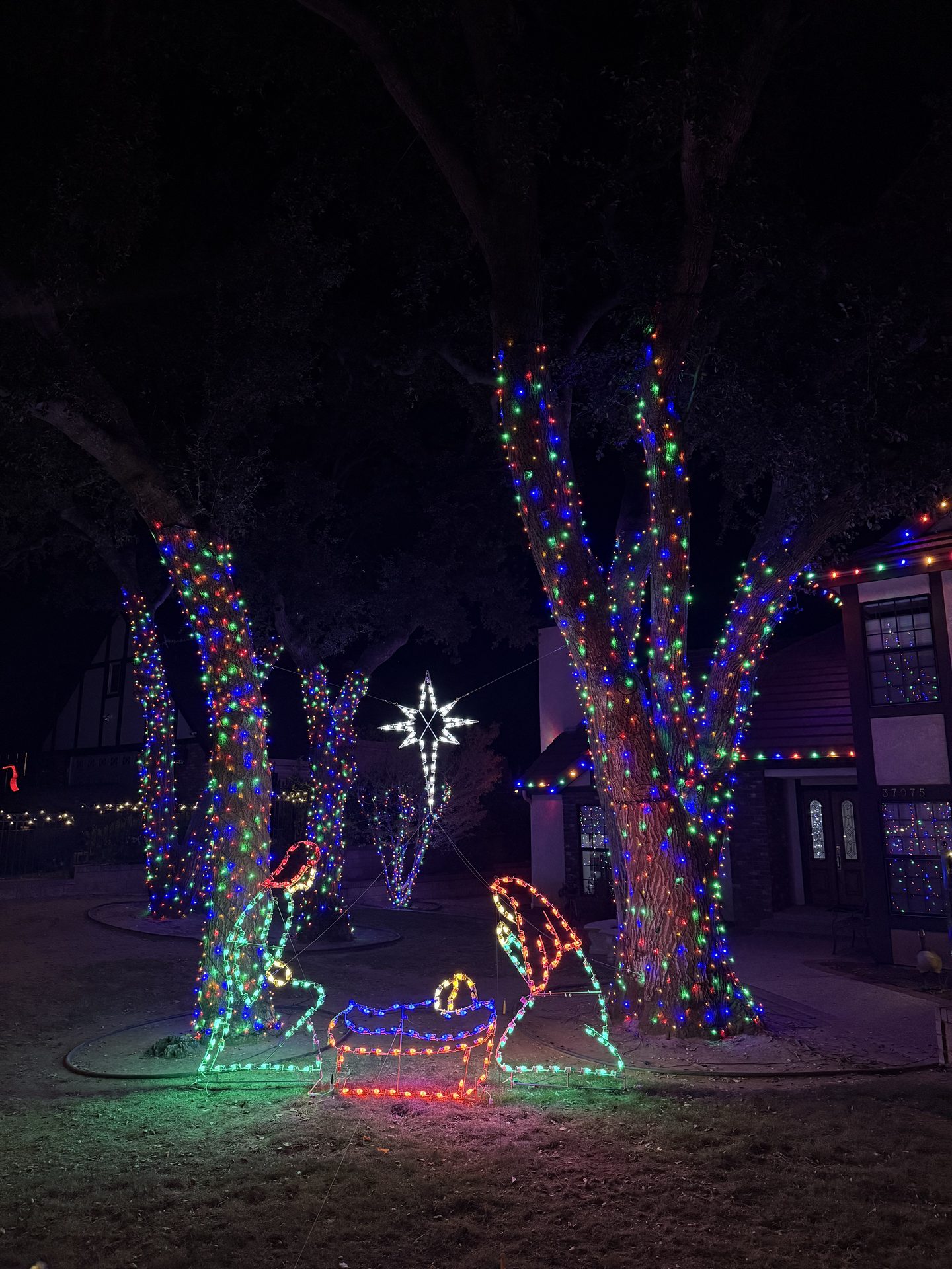 Lit nativity scene with wrapped trees — Christmas light installation in Riverside, CA