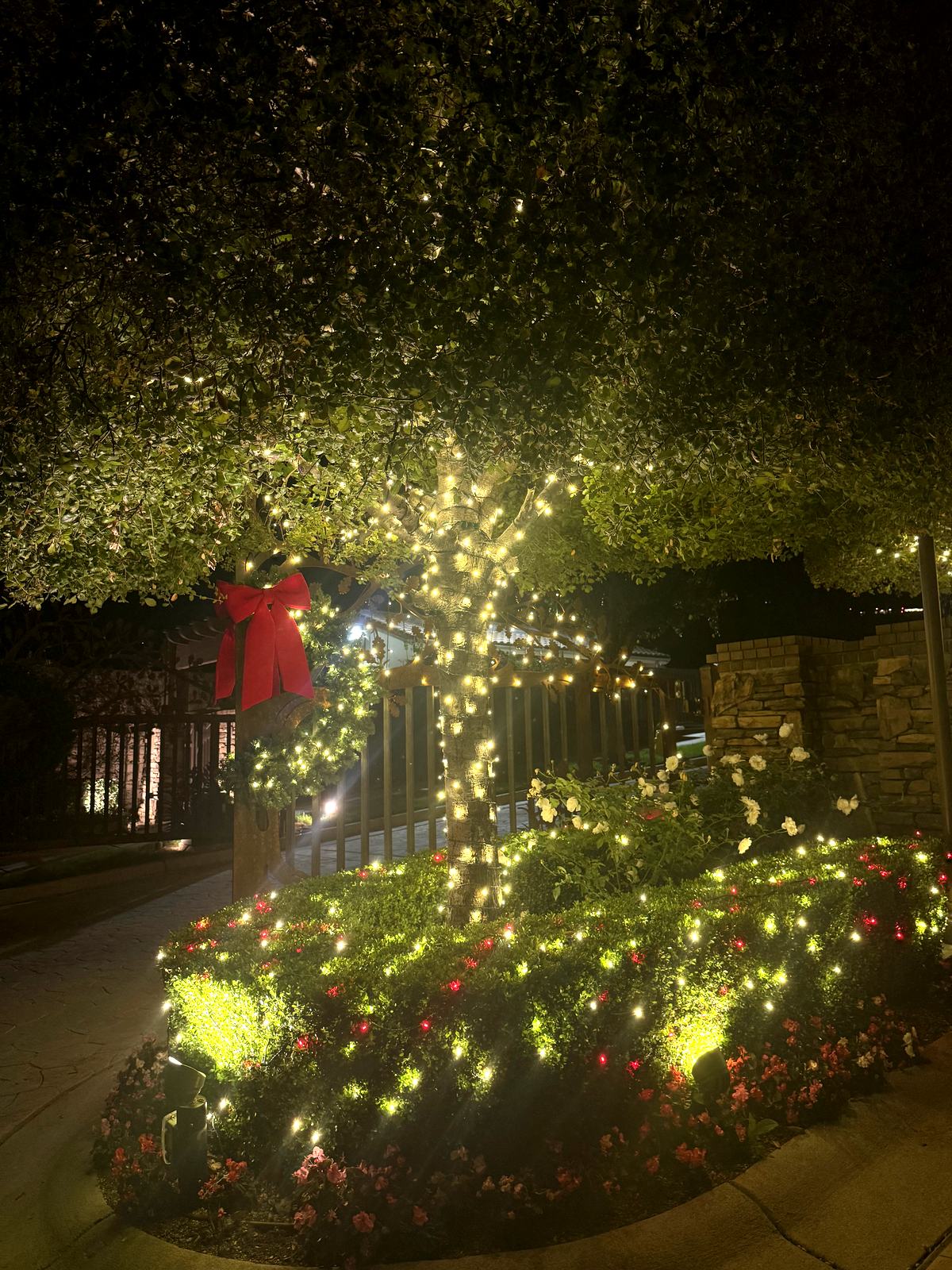 Christmas lights wrapped around entrance tree at Sierra Peaks Community in Corona, CA