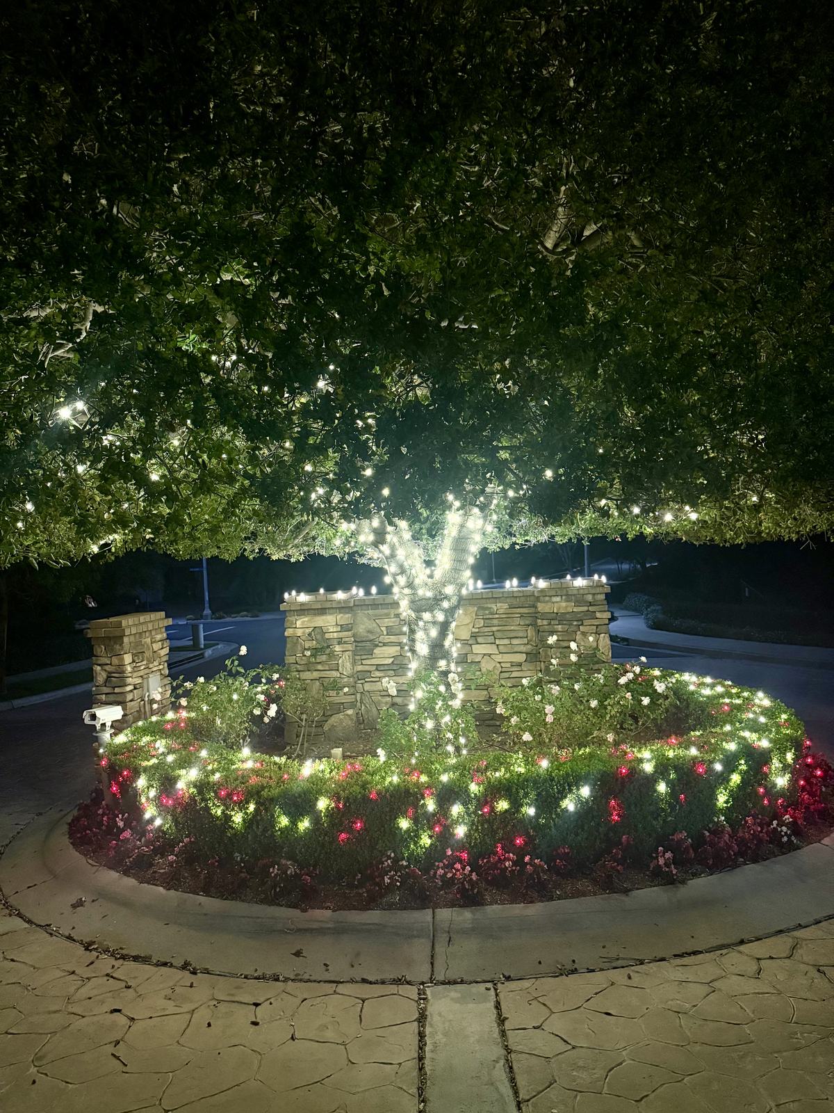 Christmas string lights wrapped around a tree above the Sierra Peaks Community stone monument wall in Corona, CA