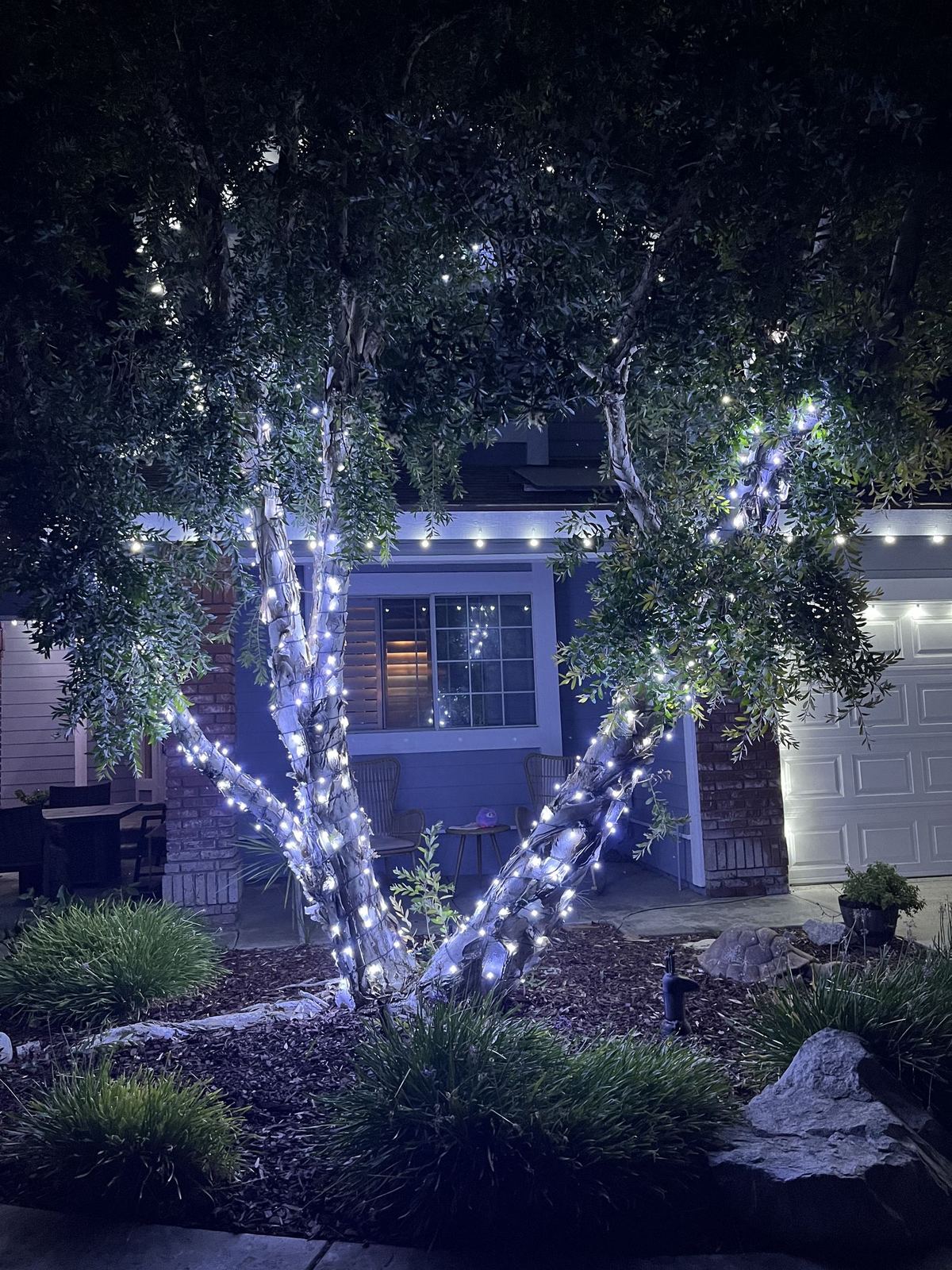 Wrapped olive tree — Christmas light installation in Riverside, CA