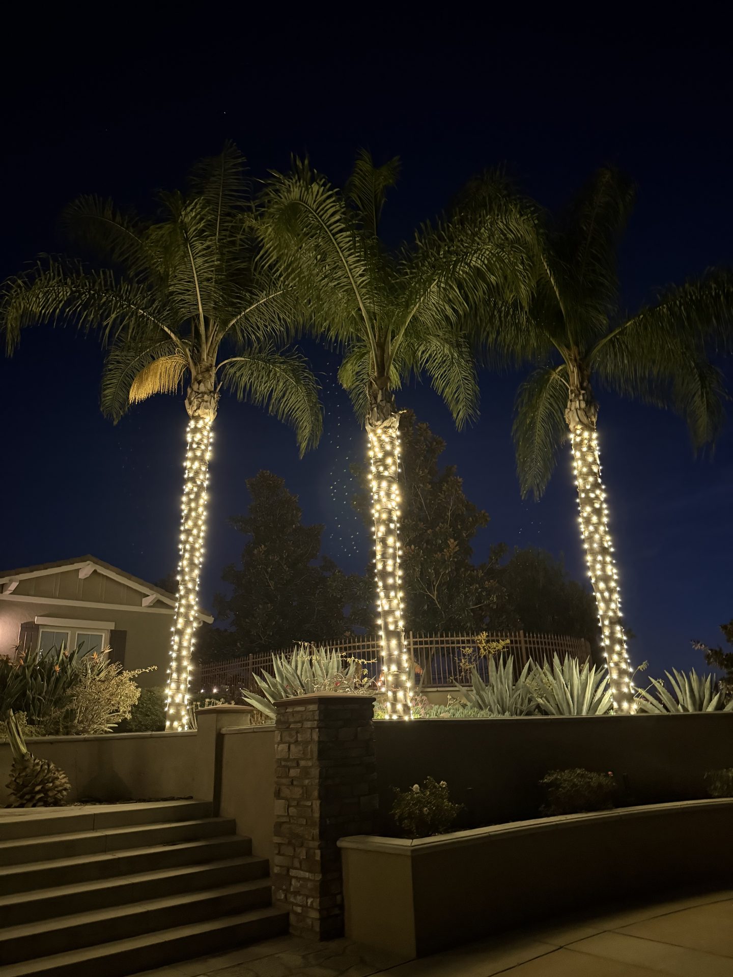 Three wrapped palm tree trunks — Christmas light installation in Riverside, CA