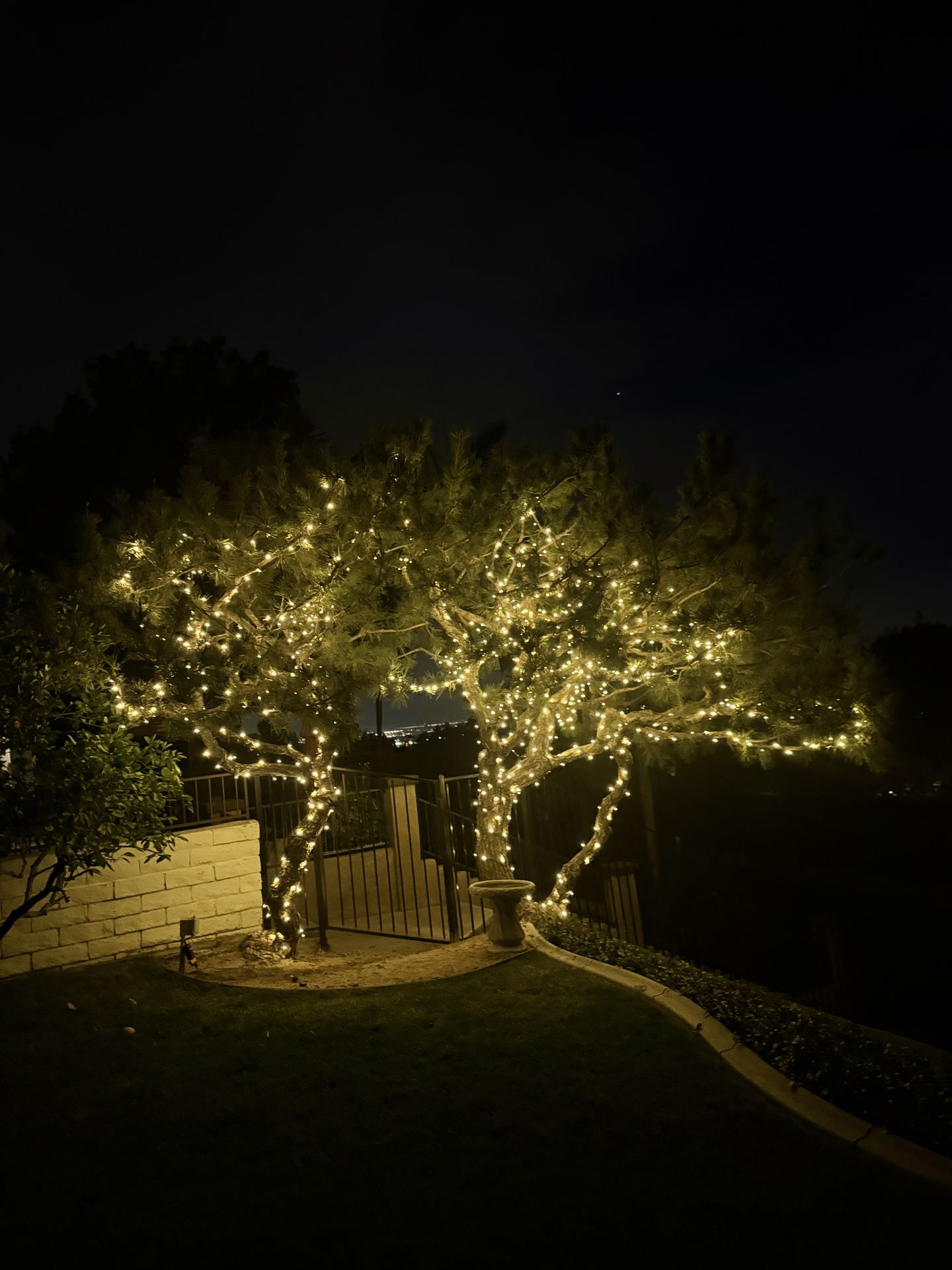 Densely wrapped tree with warm white Christmas lights — Christmas light installation in Riverside, CA