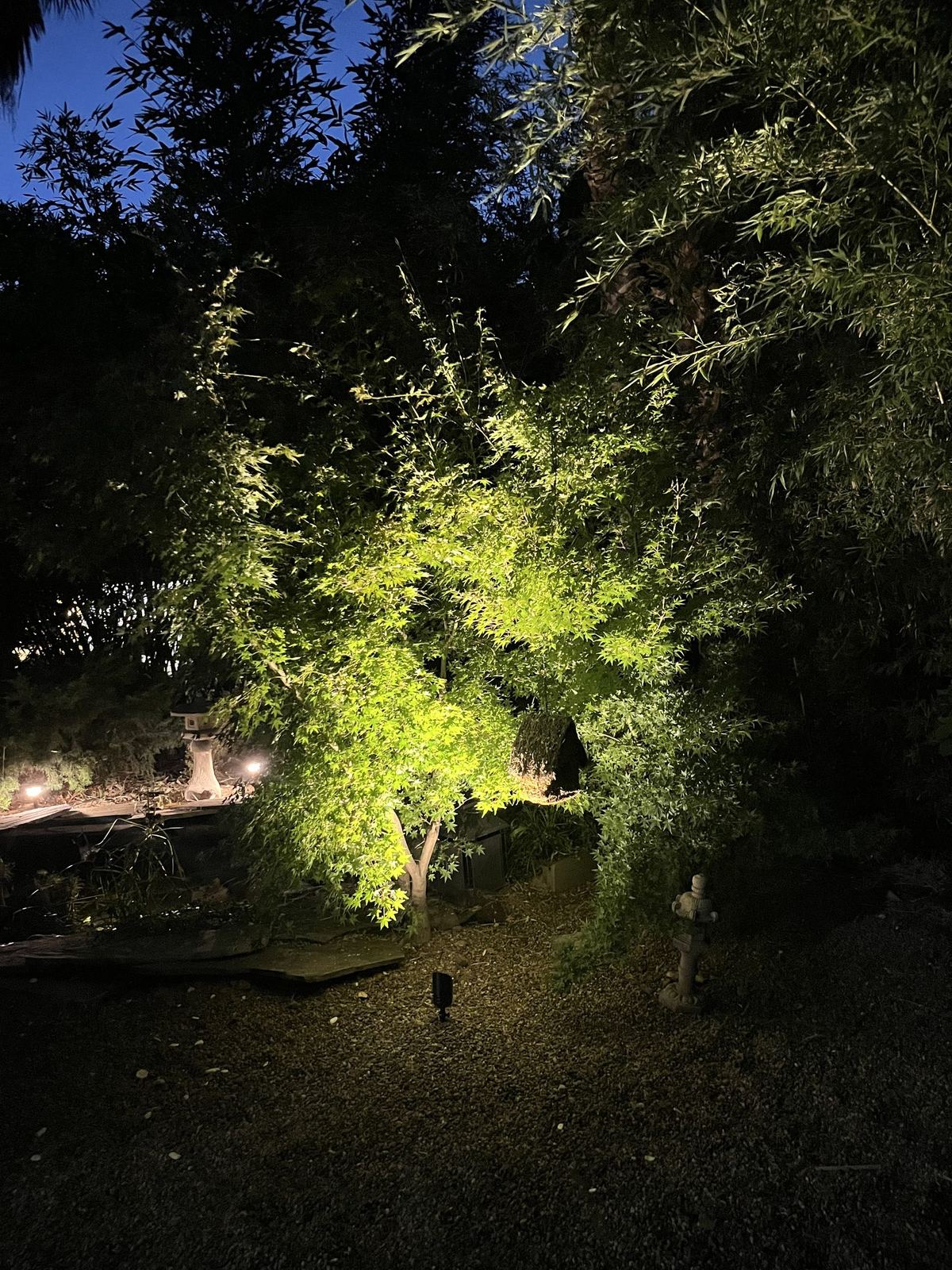 Landscape uplighting on Japanese maple with bamboo backdrop