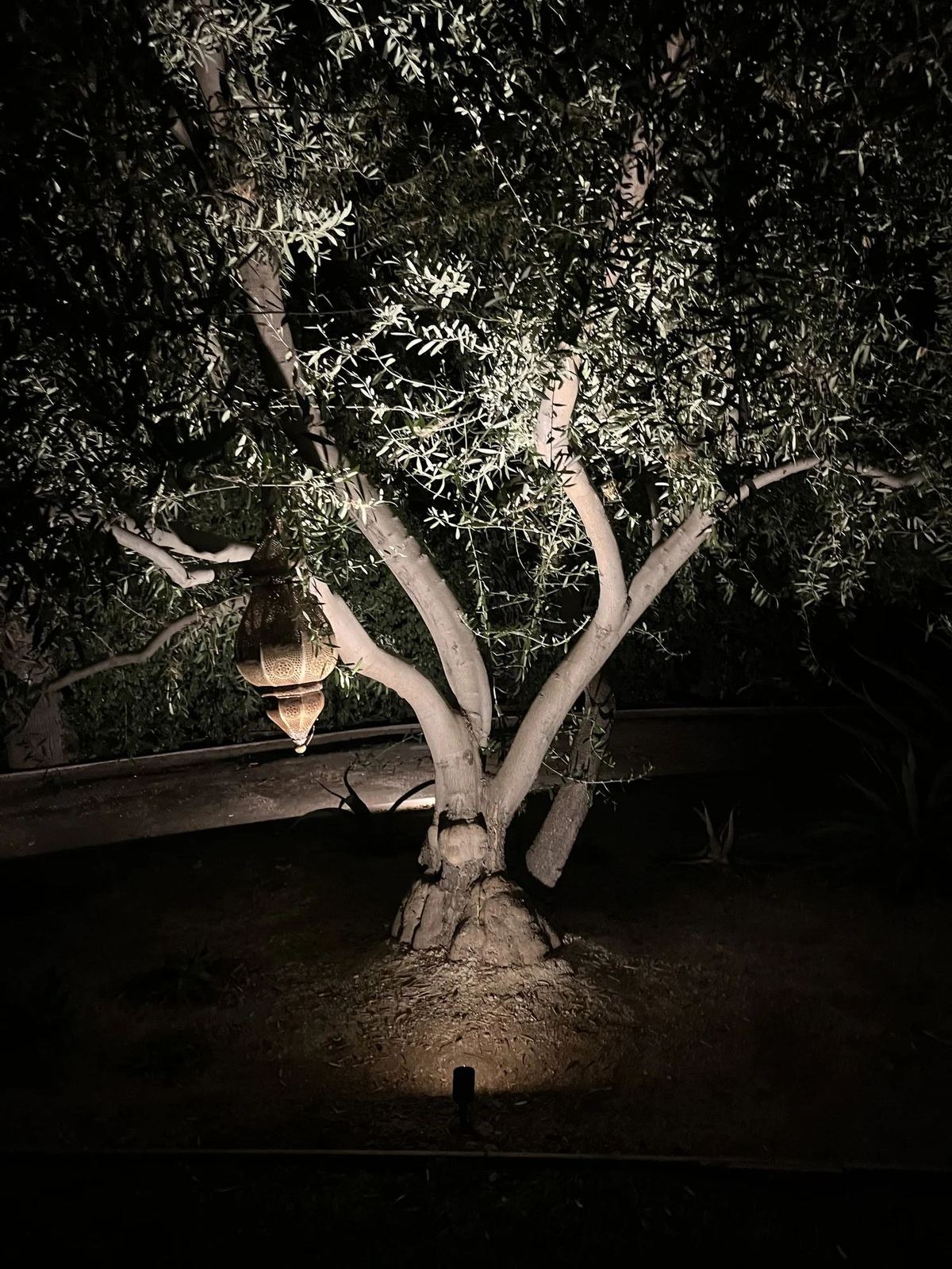 Landscape uplighting on olive tree with lantern