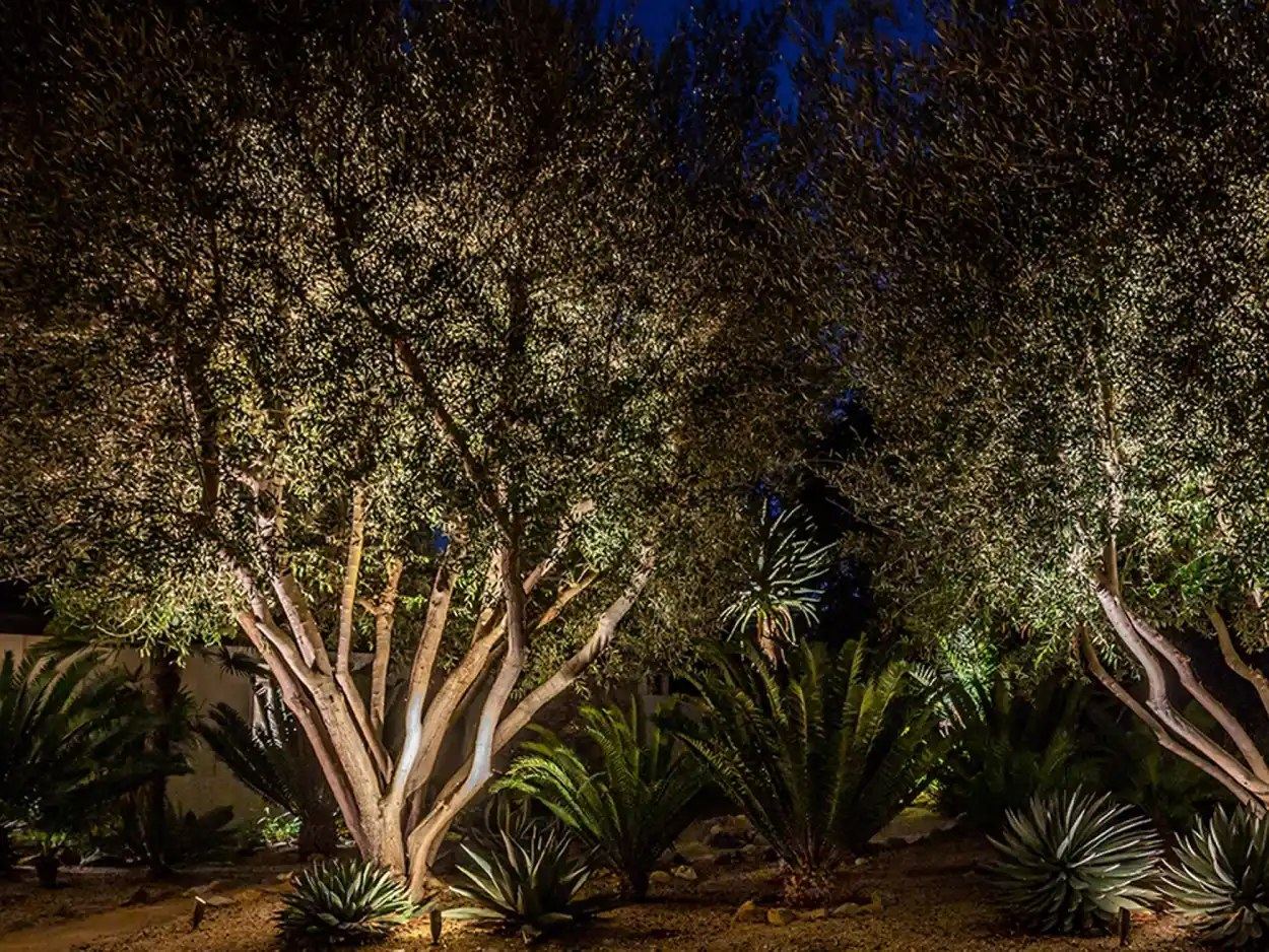 Olive trees agave front yard — landscape lighting install in Riverside, CA