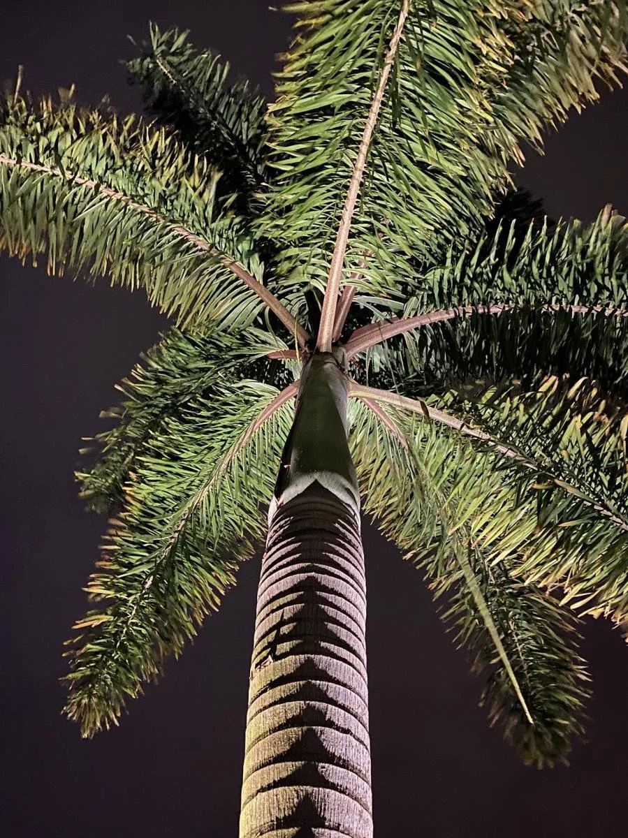 Landscape uplighting on palm tree