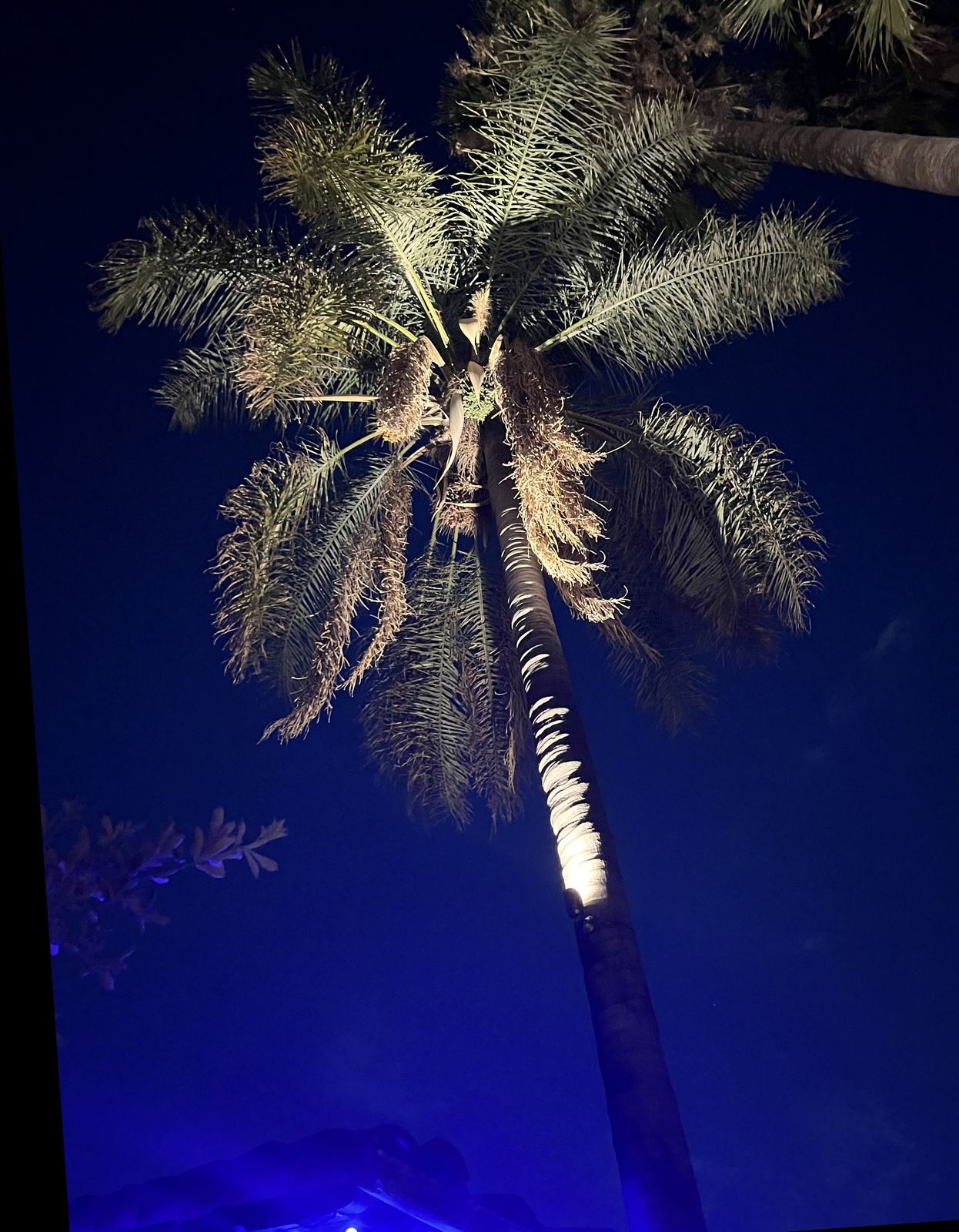Landscape uplighting on palm tree