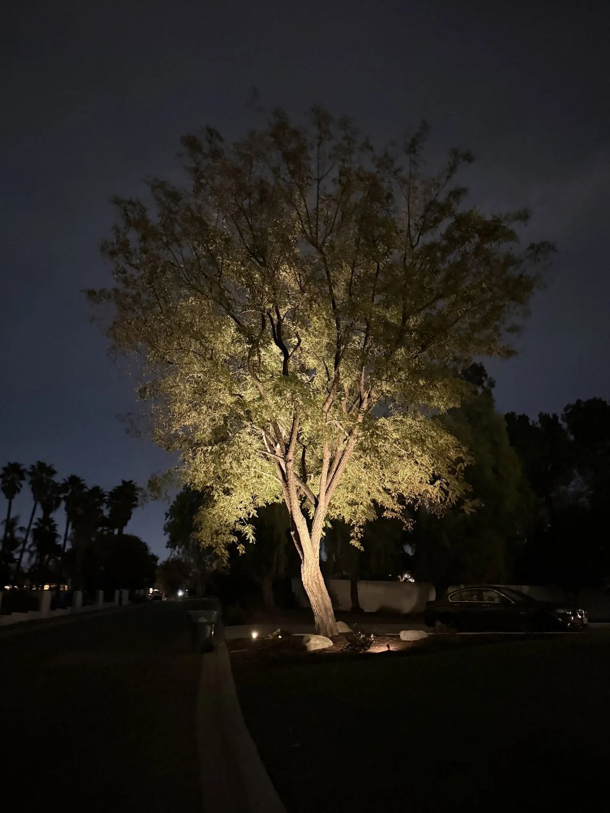 Shade tree uplit driveway — landscape lighting install in Riverside, CA