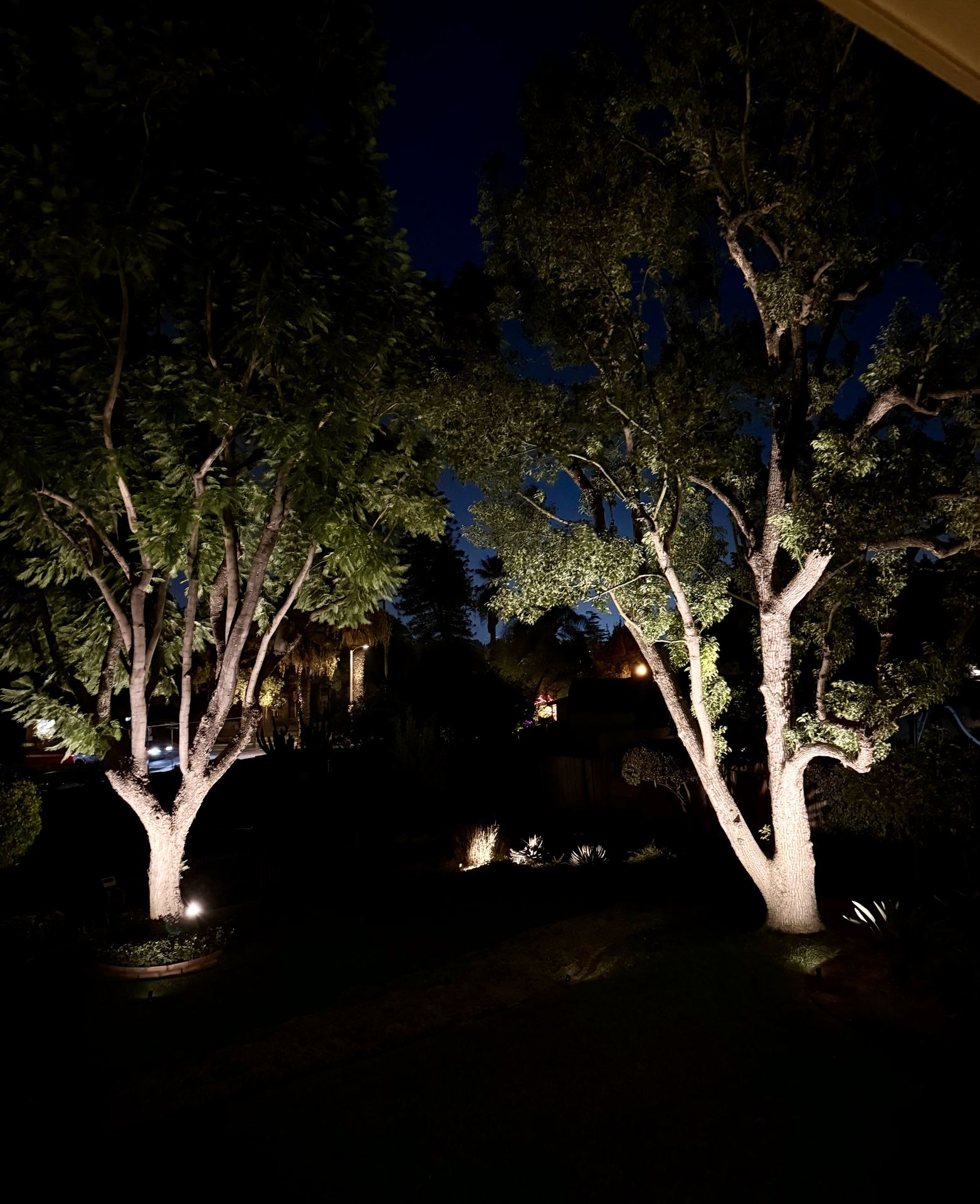 Two uplit trees in landscape lighting installation — Riverside, CA